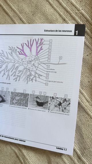 Atlas neurociencia Netter + Cuaderno colorear
