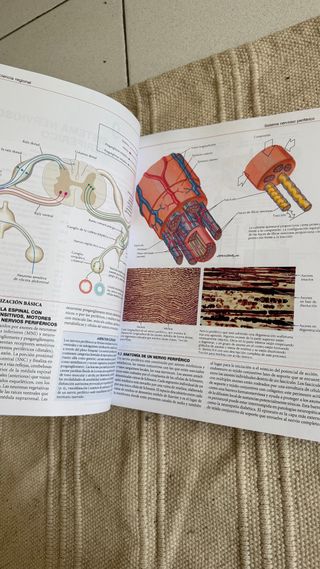 Atlas neurociencia Netter + Cuaderno colorear