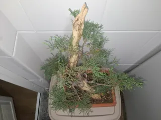 Bonsai Juniperus Chinensis