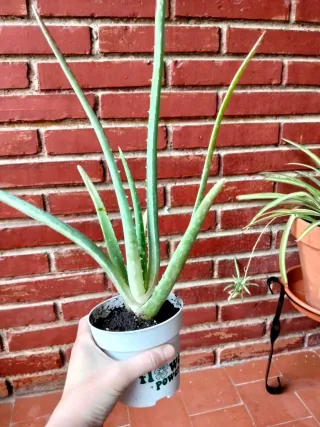 Planta Aloe Vera en Maceta