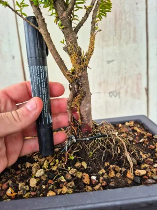 Taxus Baccata  4501