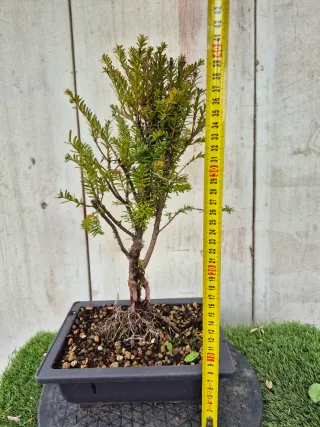 Taxus Baccata  4501
