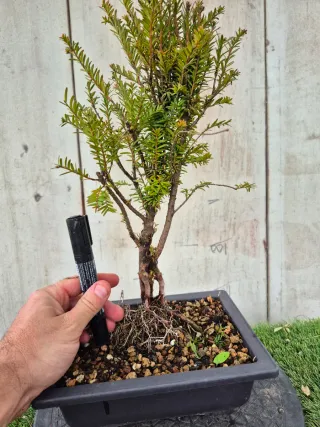 Taxus Baccata  4501