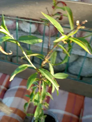 Melocotón rojo