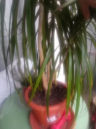 Drácena Planta Interior