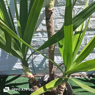 Pianta Yucca Elephantipes