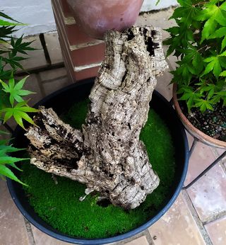 TRONCO HUECO DE ALCORNOQUE (CORCHO)
