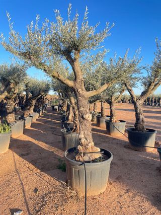 Olivos