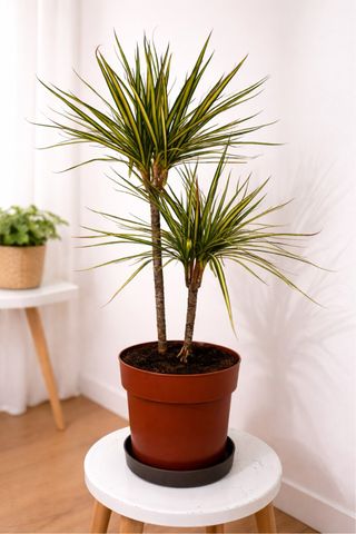 Planta Dracaena marginata alta decoración moderna