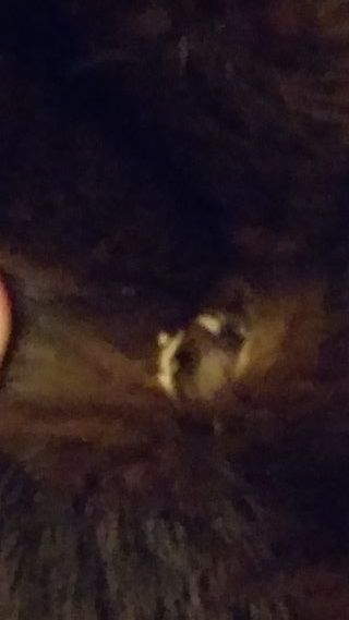 Chaquetón de pelo marrón