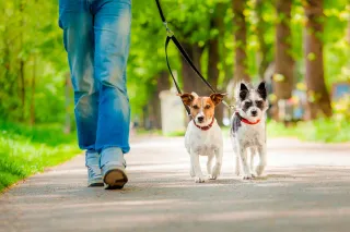 Paseo y cuido a perros y gatos