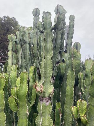 Cactus candelabro “Euphorbia candelabrum”