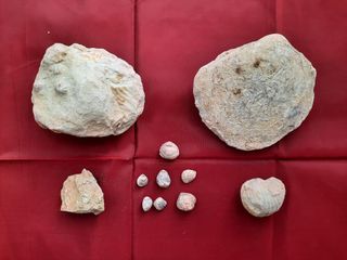 Conjunto de 11 fósiles diferentes tipos y tamaños