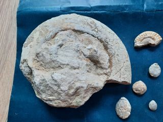 12 Fósiles Marinos: Ammonites, Caracol y Bivalvos