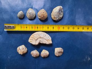 12 Fósiles Marinos: Ammonites, Caracol y Bivalvos