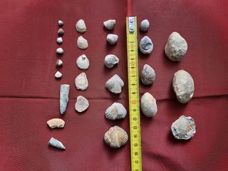 Lote 27 fósiles pequeños y mini (5mm)