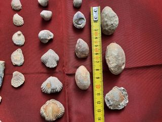 Lote 27 fósiles pequeños y mini (5mm)