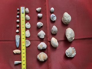 Lote 27 fósiles pequeños y mini (5mm)