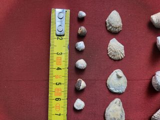 Lote 27 fósiles pequeños y mini (5mm)