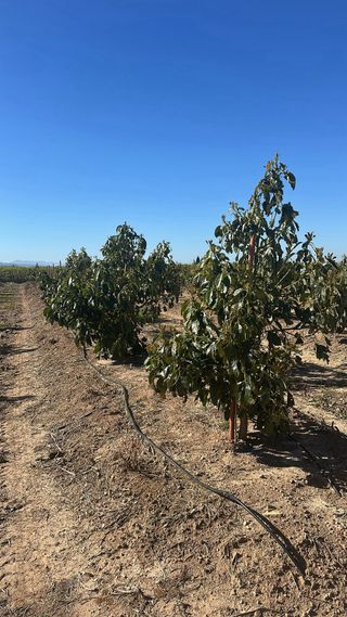 Oferta de trabajo agricola