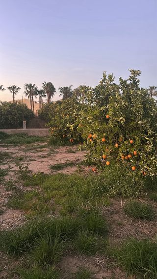 Oferta de trabajo agricola