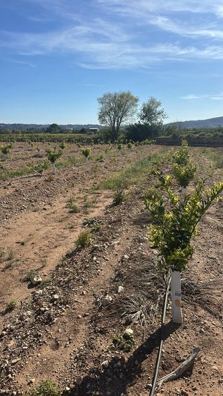 Oferta de trabajo agricola