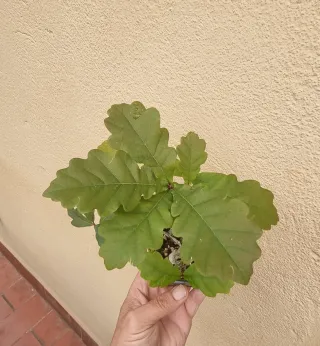 Bonsai Mame Quercus Robur
