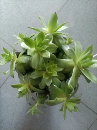 Planta suculenta Sempervivum