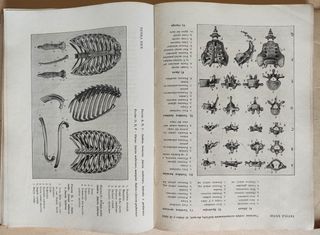 Anatomia per gli artisti, A.G. Morelli, F.lli Lega
