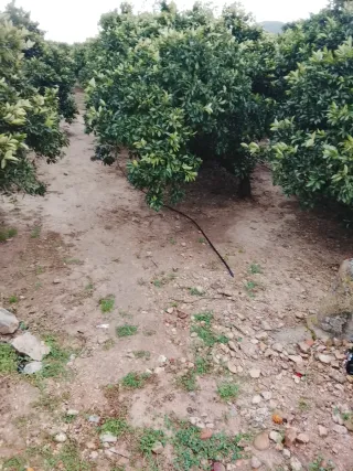 Podador