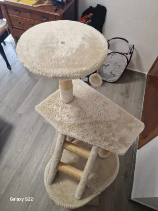 Pie de Árbol de gato