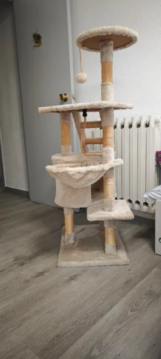Pie de Árbol de gato