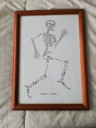 Cuadro de anatomía humana enmarcado