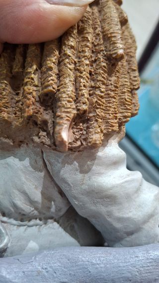 Figura Cuqui numerada muñeca trapo