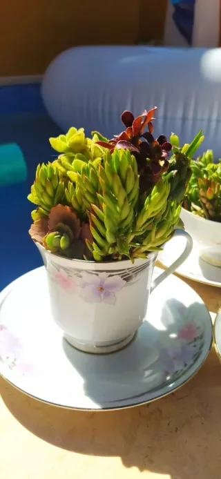 Tazas con suculentas decorativas