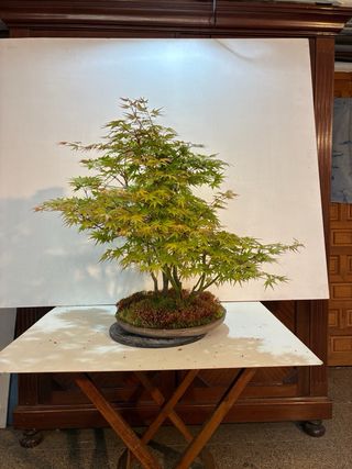 Bosque de arces bonsai
