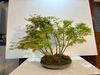 Bosque de arces bonsai