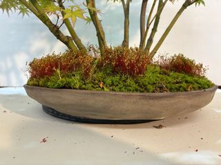 Bosque de arces bonsai
