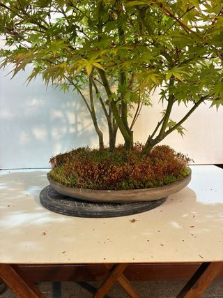 Bosque de arces bonsai