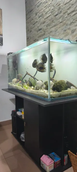 Acuario 220L ( Ultimo precio)