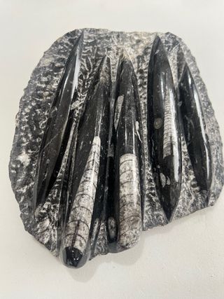Orthoceras en matriz fósil