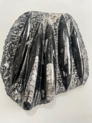 Orthoceras en matriz fósil