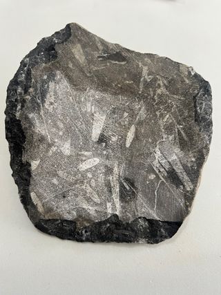 Orthoceras en matriz fósil