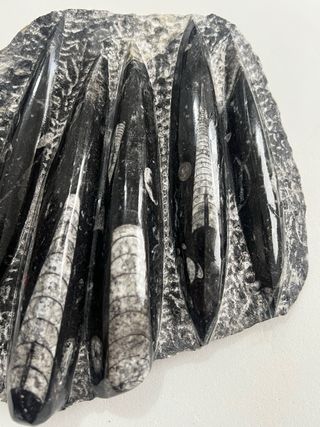Orthoceras en matriz fósil