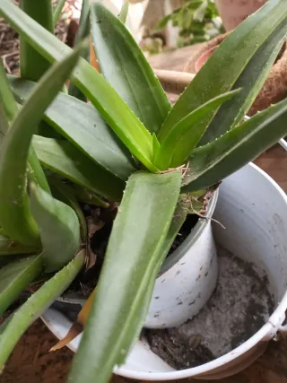 Pianta da interno esterno teme il troppo gelo un t