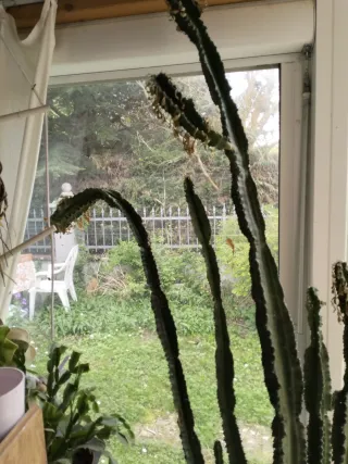 Cactus da interno esterno teme il troppo gelo