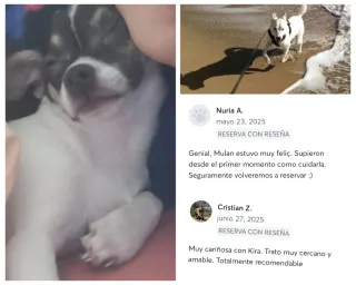 Canguro de perritos y gatitos