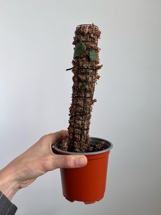 Planta de Monstera dubia, con tutor de musgo