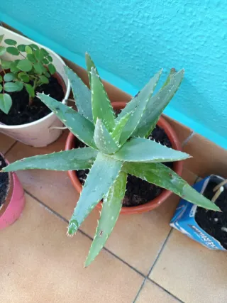 Plantas Aloe Vera