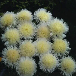 10 Semillas Centaurea imperialis “The Bride”